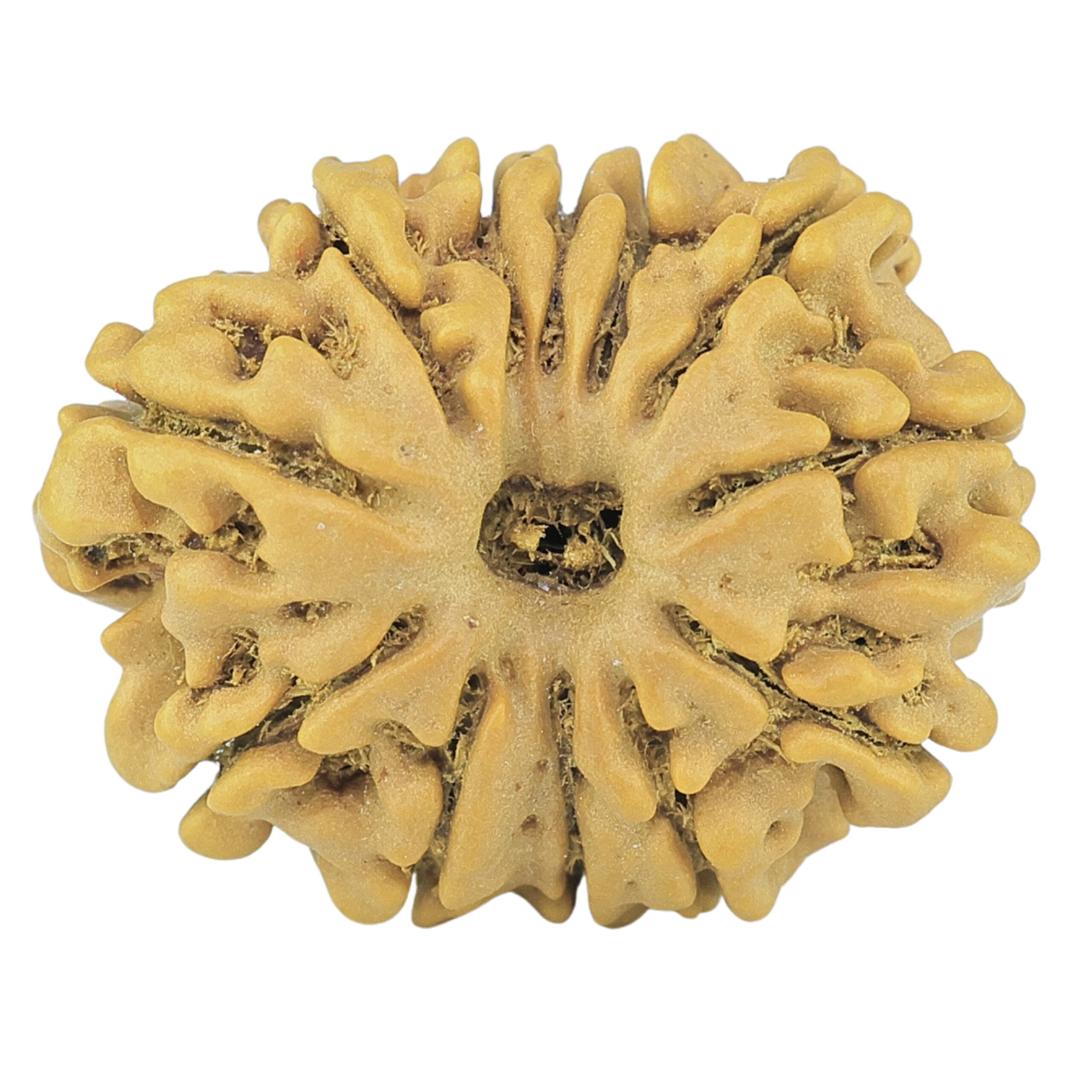 12 Mukhi Rudraksha 21.9mm 2.7gm - Rudraksha
