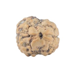 2 Mukhi Rudraksha 21.5mm 2gm - Rudraksha