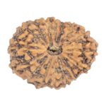 16 Mukhi Rudraksha 20.1mm 1.66gm - Rudraksha