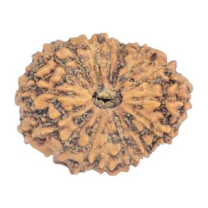 16 Mukhi Rudraksha 20.1mm 1.66gm - Rudraksha