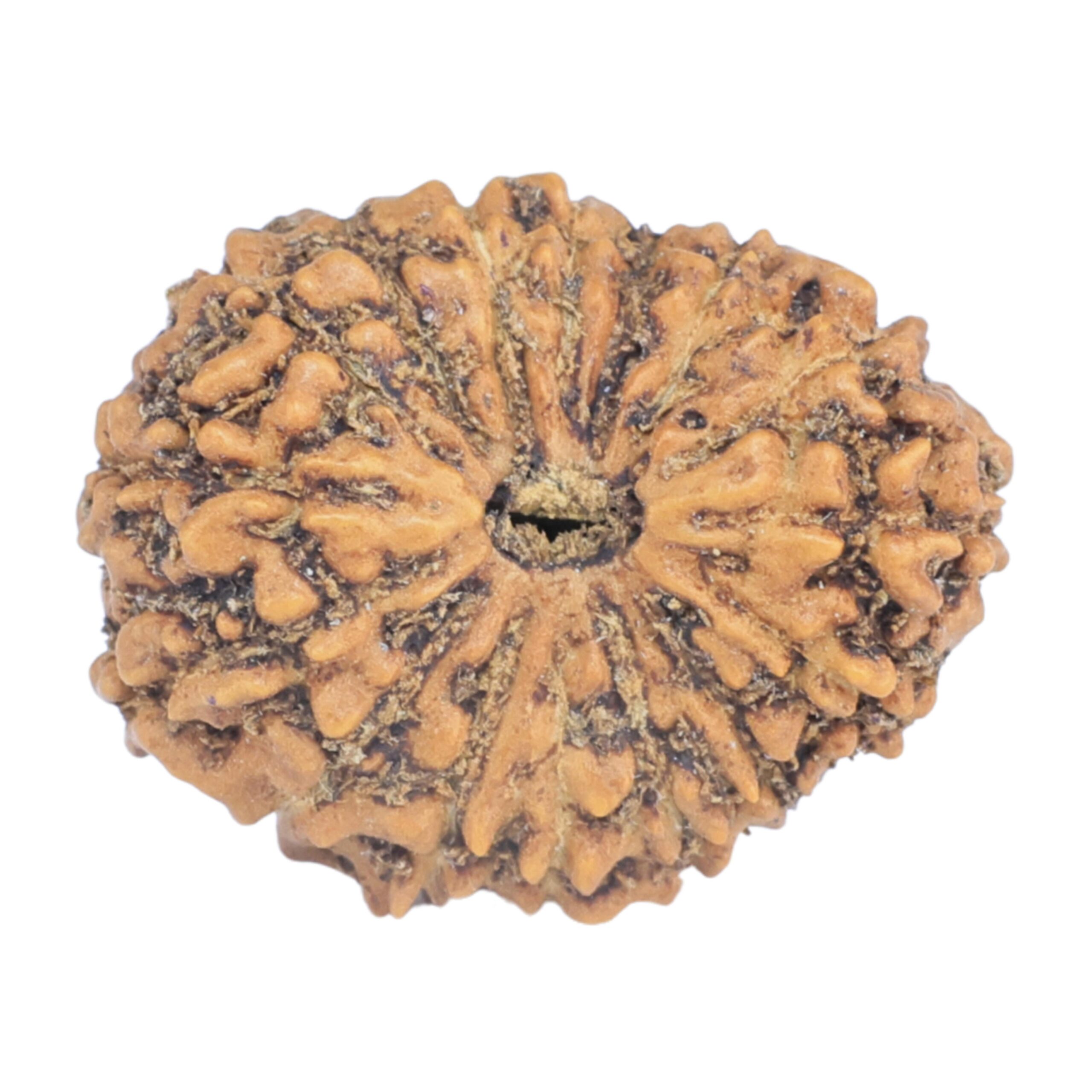 16 Mukhi Rudraksha 20.1mm 1.66gm - Rudraksha