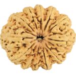 12 Mukhi Rudraksha 34.3mm 6.36gm - Rudraksha