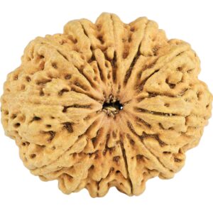 12 Mukhi Rudraksha 34.3mm 6.36gm - Rudraksha
