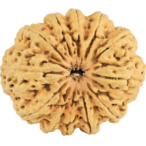 12 Mukhi Rudraksha 34.3mm 6.36gm - Rudraksha