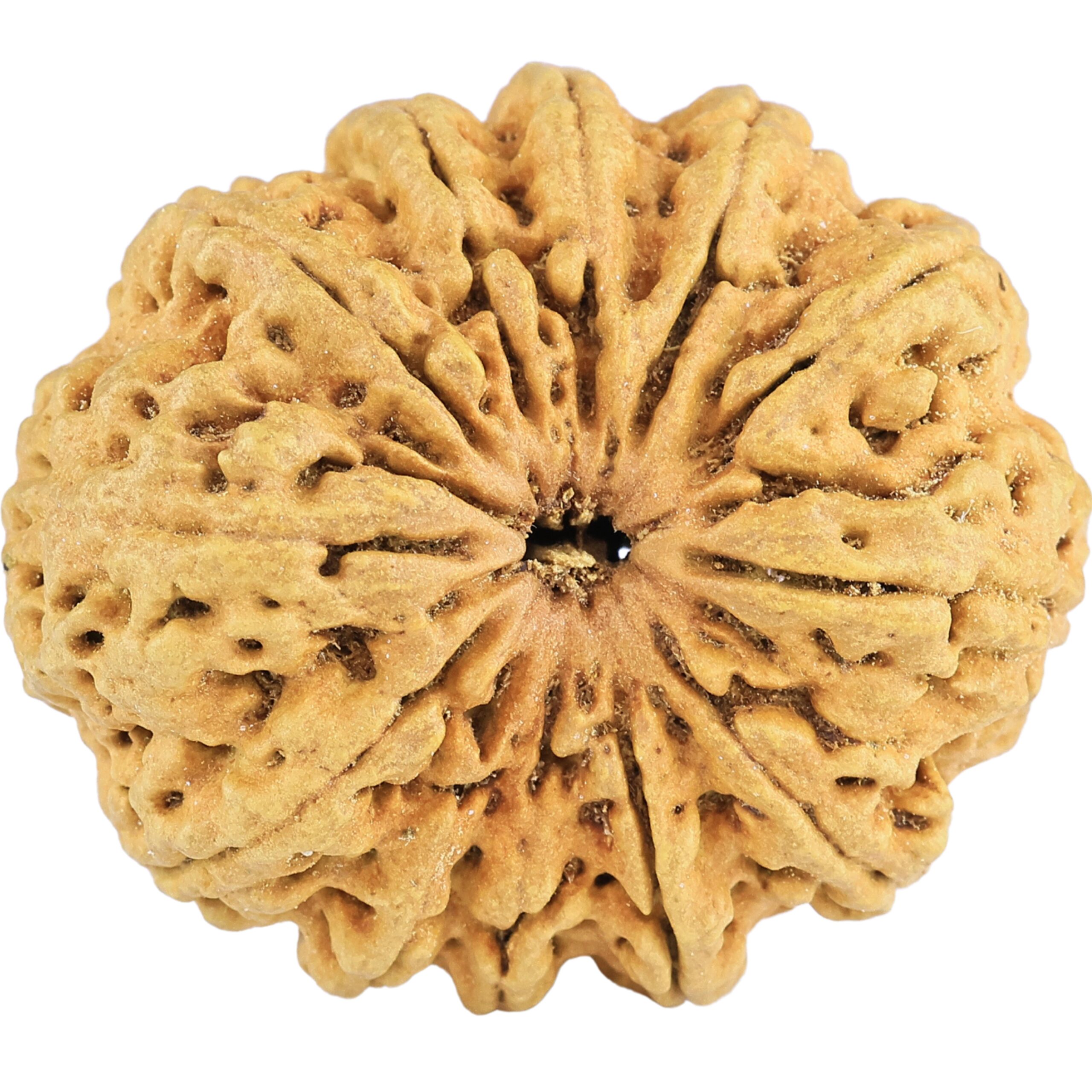 12 Mukhi Rudraksha 34.3mm 6.36gm - Rudraksha