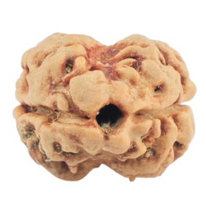2 Mukhi Rudraksha 20mm 1.55gm - Rudraksha