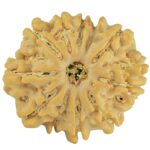 11 Mukhi Rudraksha 21mm 2.83gm - Rudraksha