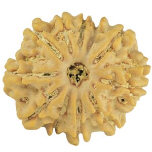 11 Mukhi Rudraksha 21mm 2.83gm - Rudraksha