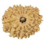 13 Mukhi Rudraksha 23.9mm 3.55gm - Rudraksha