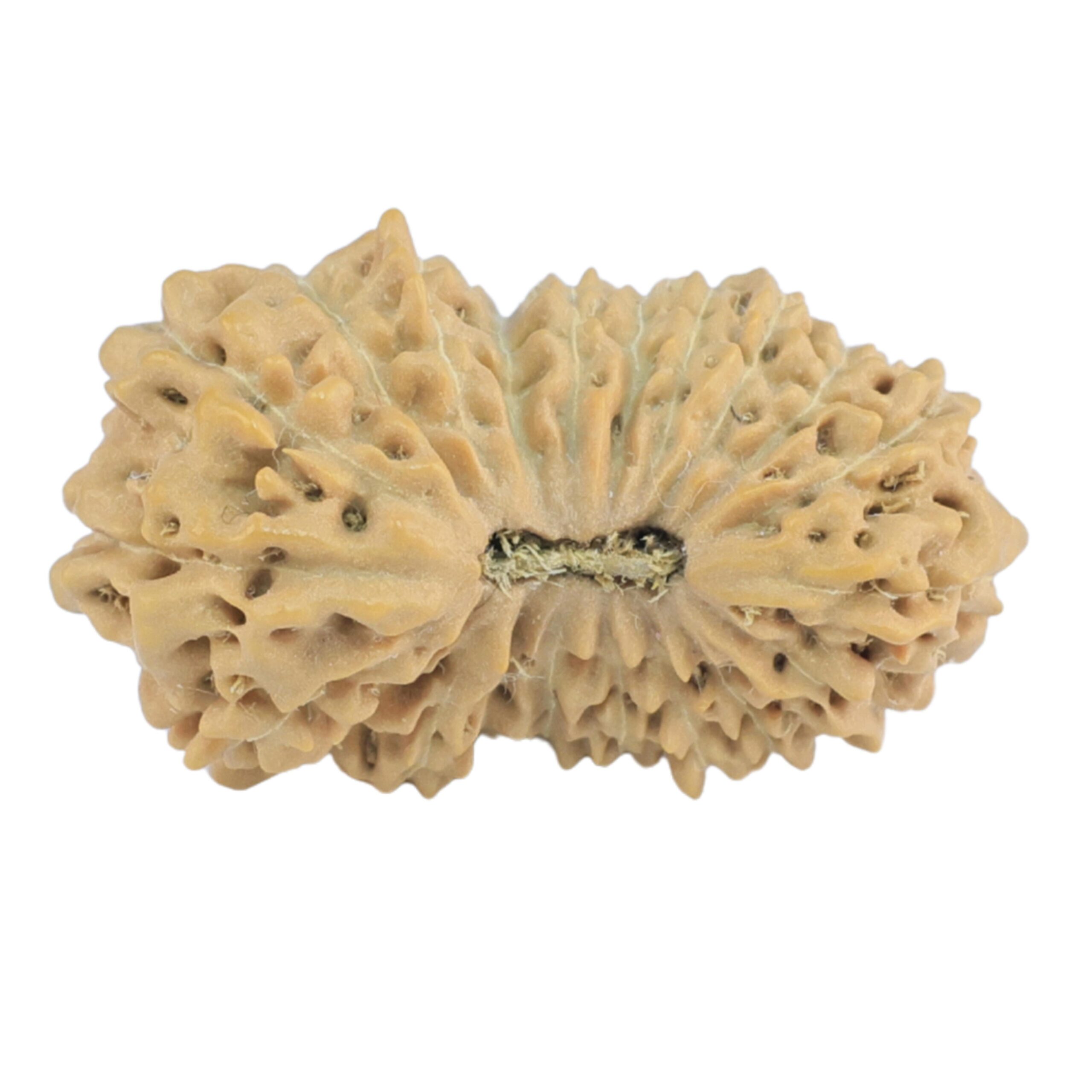 21 Mukhi Rudraksha 23.1mm 2gm - Rudraksha