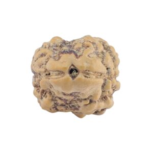 2 Mukhi Rudraksha 21.1mm 1.57gm - Origin: Nepal - Rudraksha