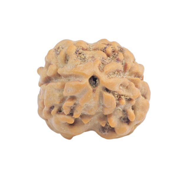 2 Mukhi Rudraksha 19.6mm 1.63gm - Rudraksha