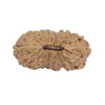 20 Mukhi Rudraksha 16mm 0.42gm - Rudraksha