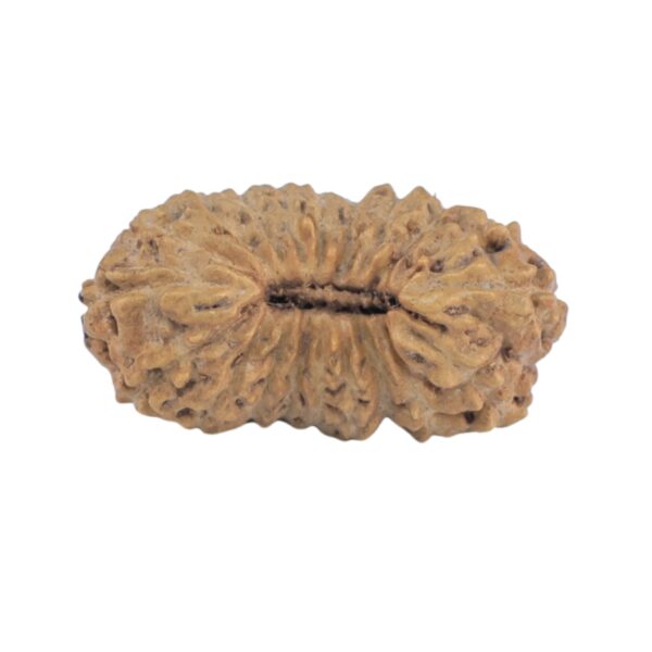 20 Mukhi Rudraksha 16mm 0.42gm - Rudraksha