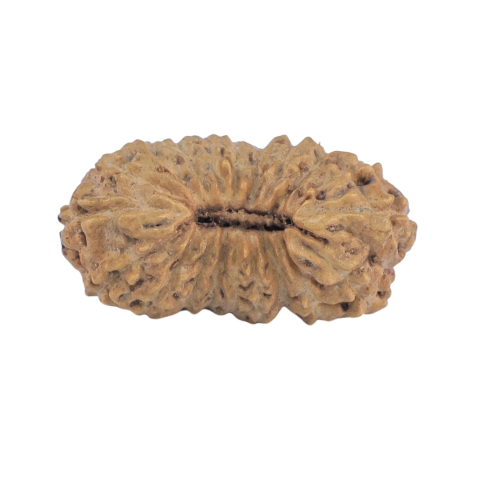 20 Mukhi Rudraksha 16mm 0.42gm - Rudraksha