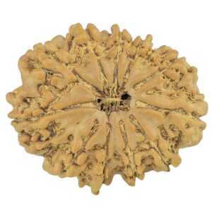 11 Mukhi Rudraksha 23mm 2.51gm - Rudraksha