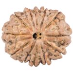 12 Mukhi Rudraksha 25.6mm 4.6gm - Rudraksha