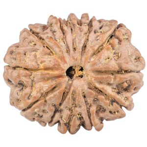 12 Mukhi Rudraksha 25.6mm 4.6gm - Rudraksha