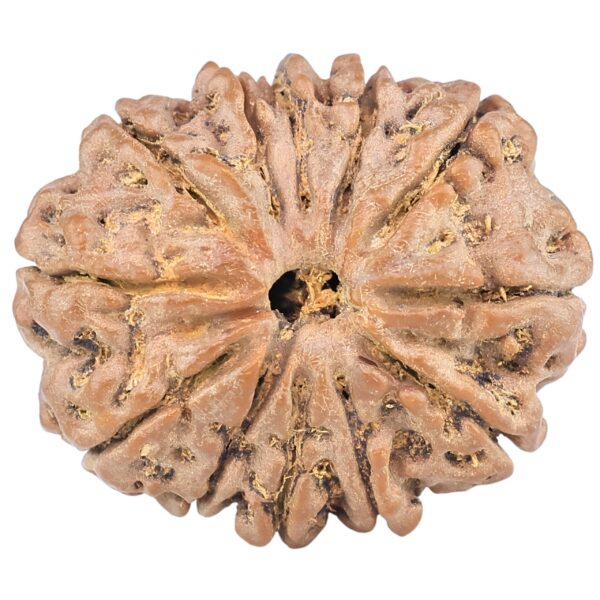 12 Mukhi Rudraksha 25.6mm 4.6gm - Rudraksha