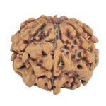1MK(Underdeveloped) 21.5mm 3.23gm - Rudraksha