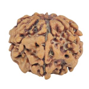 1MK(Underdeveloped) 21.5mm 3.23gm - Rudraksha