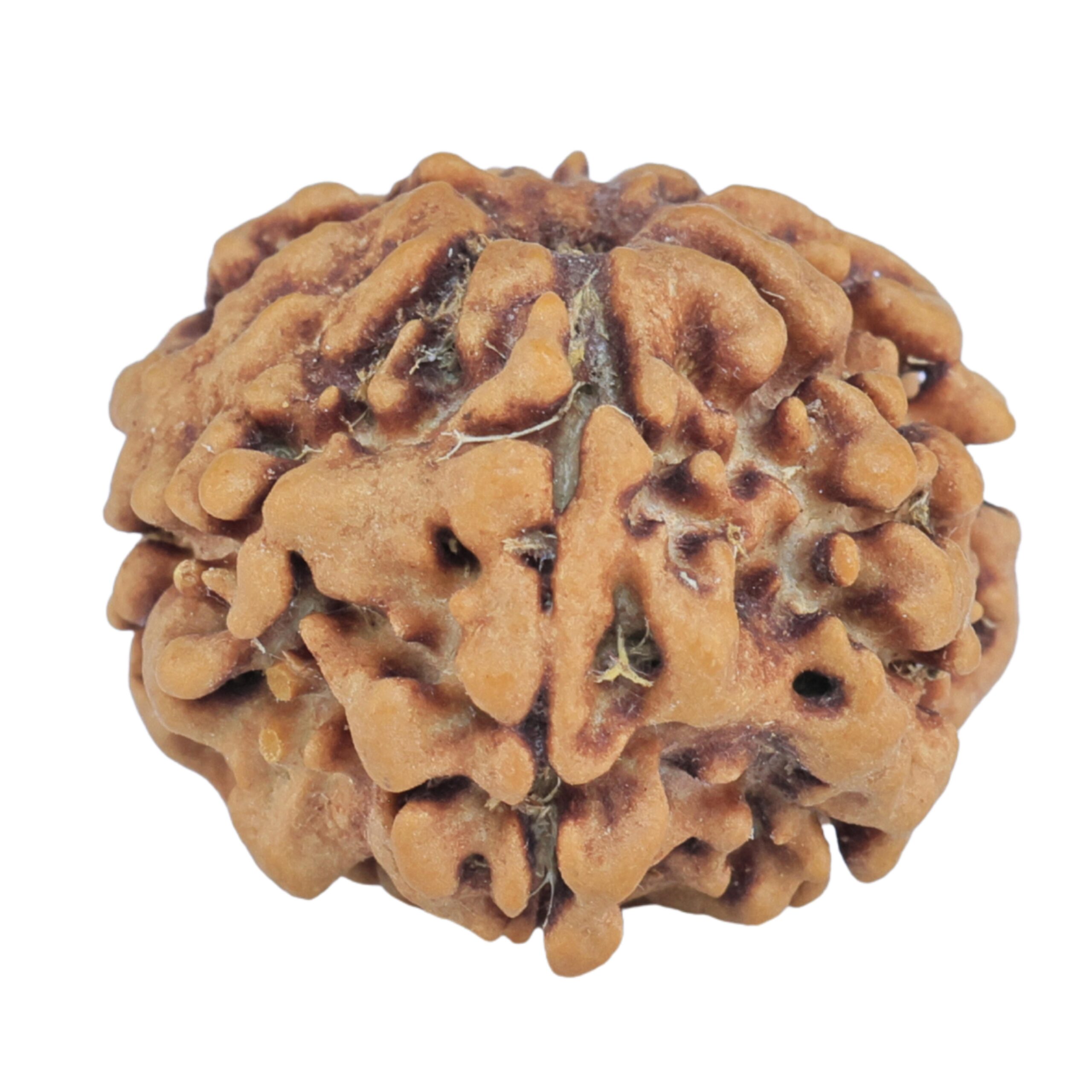 1MK(Underdeveloped) 21.5mm 3.23gm - Rudraksha