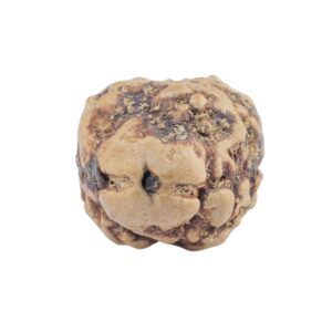 2 Mukhi Rudraksha 21.3mm 1.9gm - Rudraksha