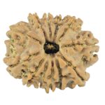 12 Mukhi Rudraksha 22.1mm 2.77gm - Rudraksha