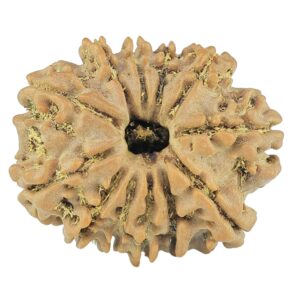 12 Mukhi Rudraksha 22.1mm 2.77gm - Rudraksha