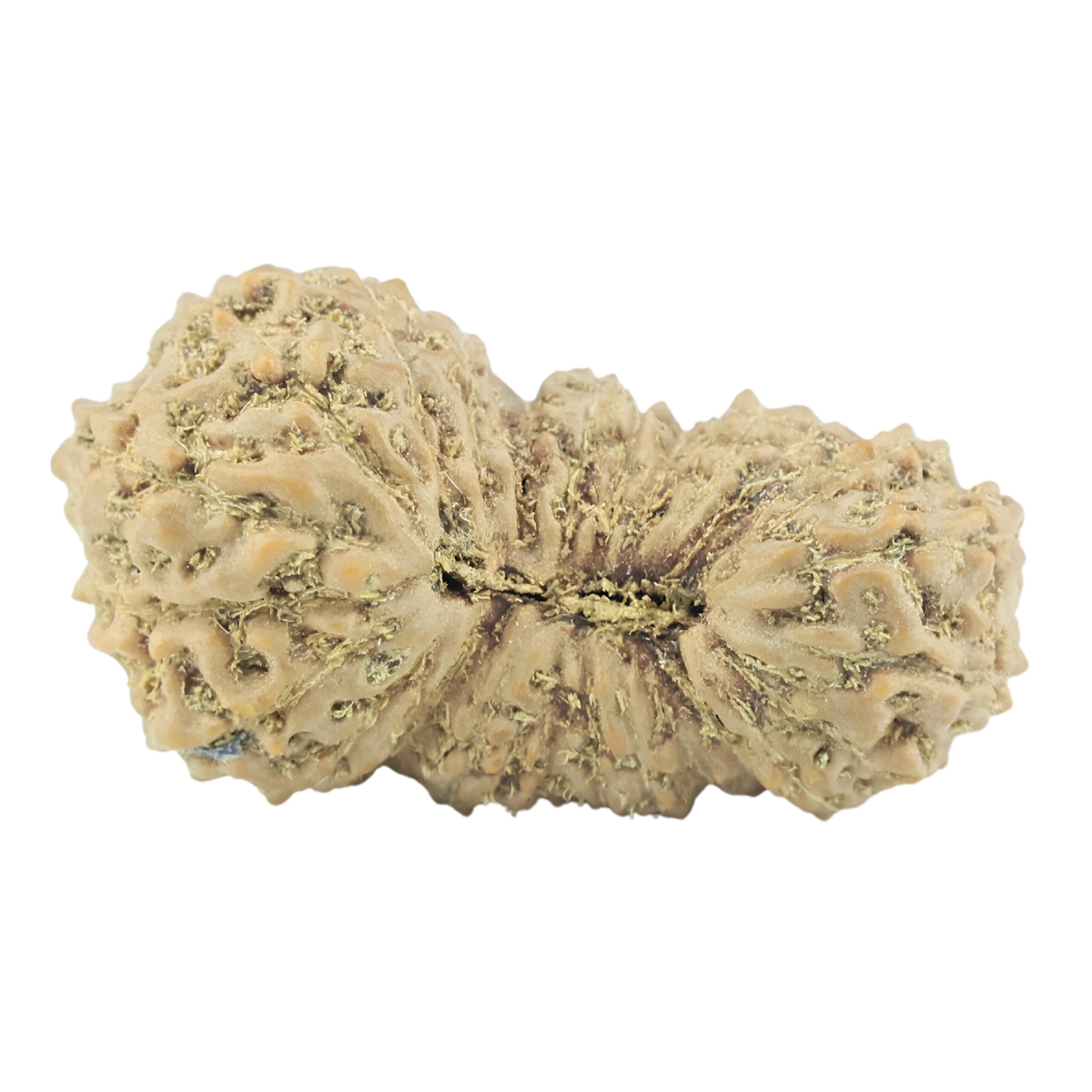 25 Mukhi Rudraksha 23.3mm 1.71gm - Rudraksha