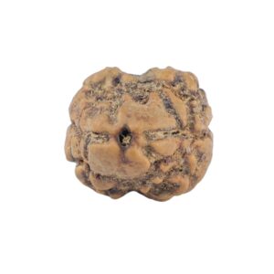 2 Mukhi Rudraksha 20.6mm 1.45gm - Rudraksha