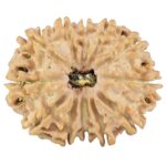 12 Mukhi Rudraksha 25.5mm 3.58gm - Rudraksha