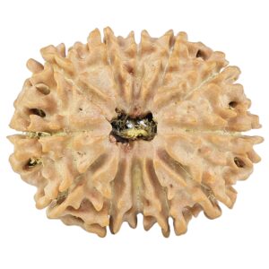 12 Mukhi Rudraksha 25.5mm 3.58gm - Rudraksha