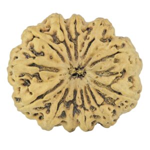 12 Mukhi Rudraksha 36.7mm 8.5gm - Rudraksha