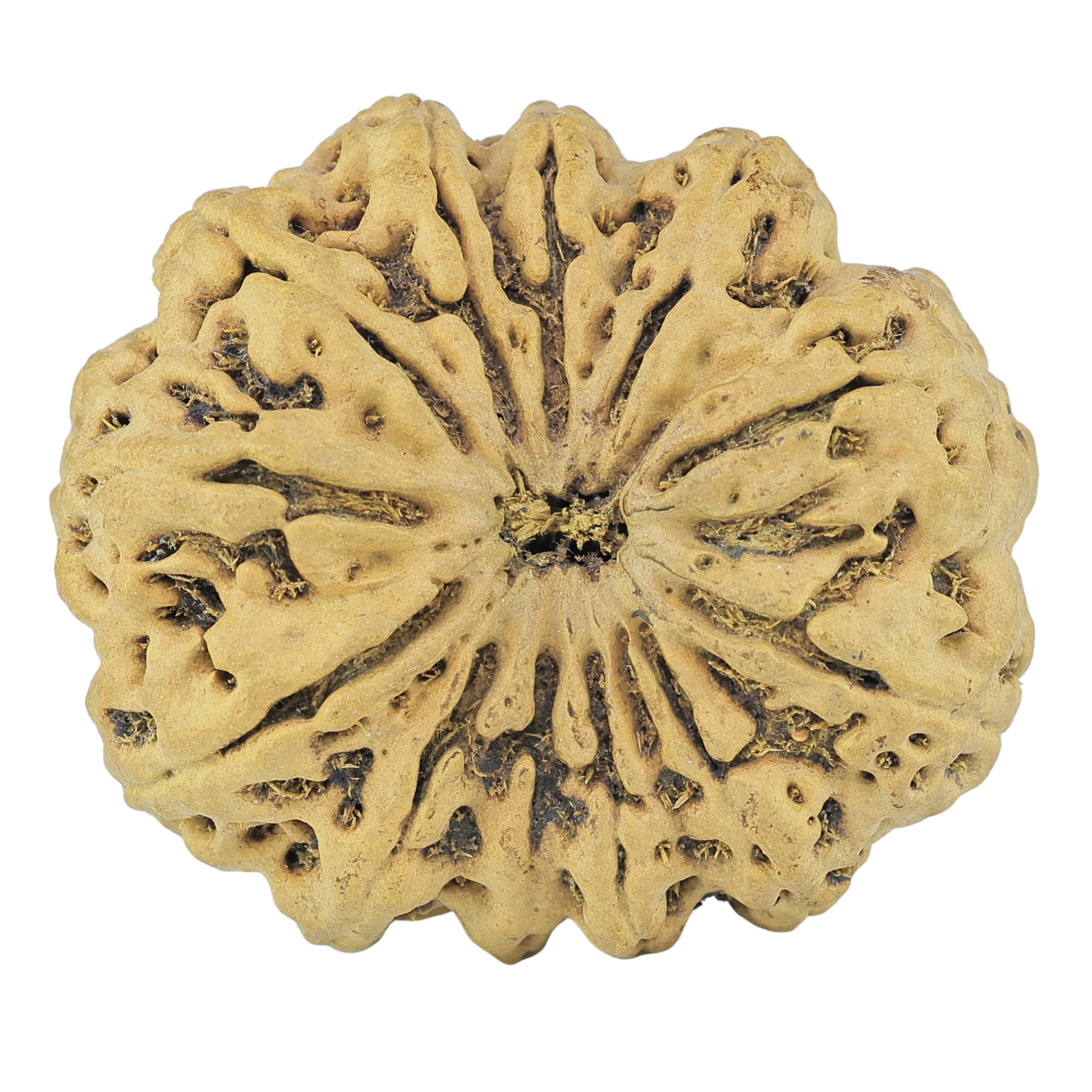 12 Mukhi Rudraksha 36.7mm 8.5gm - Rudraksha