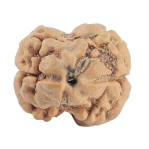 2 Mukhi Rudraksha 20.6mm 1.84gm - Rudraksha
