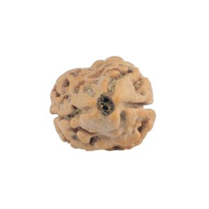 2 Mukhi Rudraksha 19.9mm 1.51gm - Rudraksha