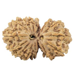 15 Mukhi Gaurishankar 33.4mm 5.7gm - Rudraksha