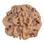 1MK(Underdeveloped) 22.3mm 3.66gm - Rudraksha