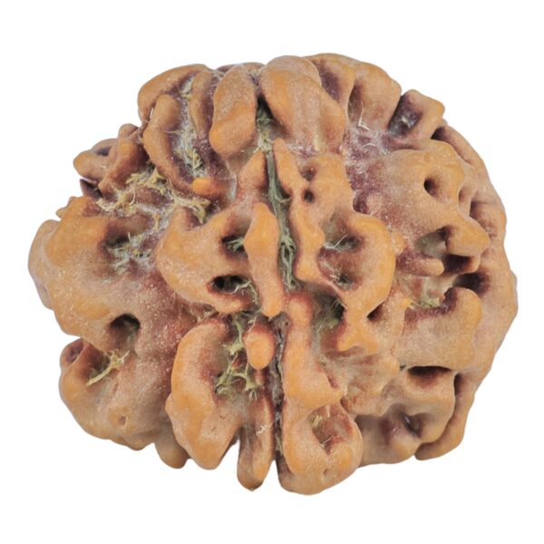 1MK(Underdeveloped) 22.3mm 3.66gm - Rudraksha