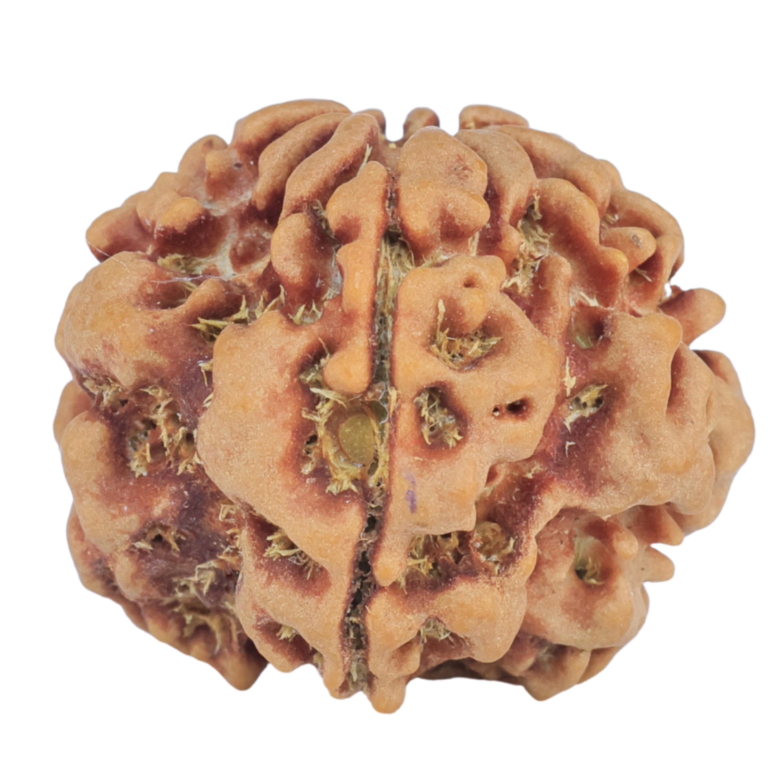 1MK(Underdeveloped) 23.4mm 4.07gm - Rudraksha