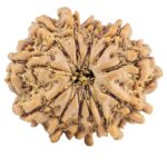 12 Mukhi Rudraksha 25.7mm 4.24gm - Rudraksha