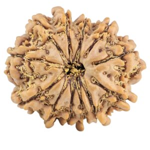 12 Mukhi Rudraksha 25.7mm 4.24gm - Rudraksha