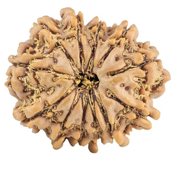 12 Mukhi Rudraksha 25.7mm 4.24gm - Rudraksha