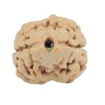 2 Mukhi Rudraksha 24.7mm 2.34gm - Rudraksha
