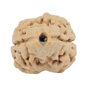 2 Mukhi Rudraksha 24.7mm 2.34gm - Rudraksha