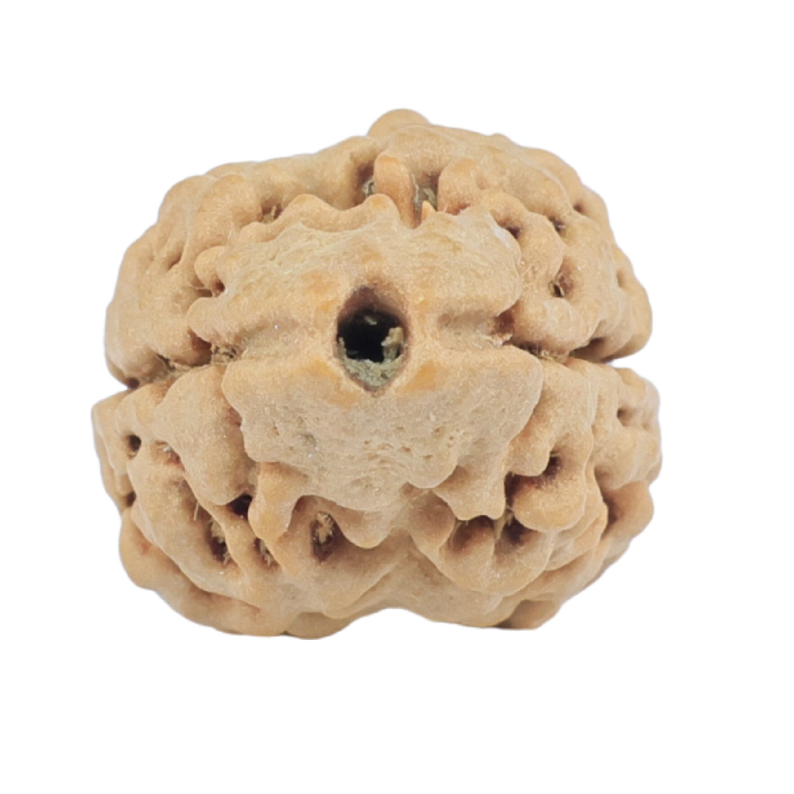 2 Mukhi Rudraksha 24.7mm 2.34gm - Rudraksha