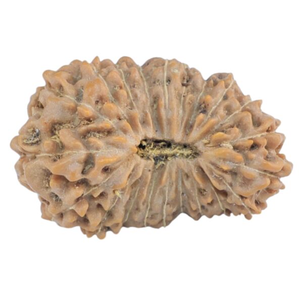 21 Mukhi Rudraksha 20.8mm 1.62gm - Origin: Indonesia - Rudraksha