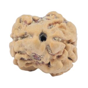 2 Mukhi Rudraksha 22.6mm 1.9gm - Rudraksha