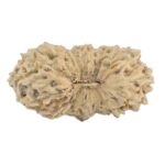 21 Mukhi Rudraksha 17.3mm 0.54gm - Rudraksha
